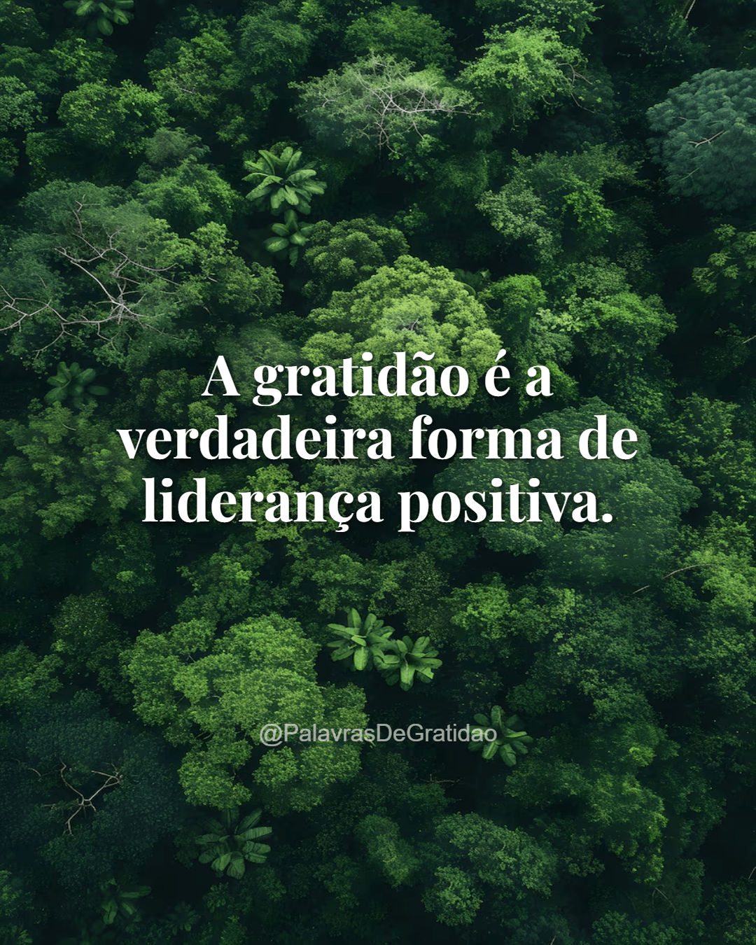 Palavras de Gratidão - Frase do Dia (10) Palavras de Gratidão - Frase do Dia (10)