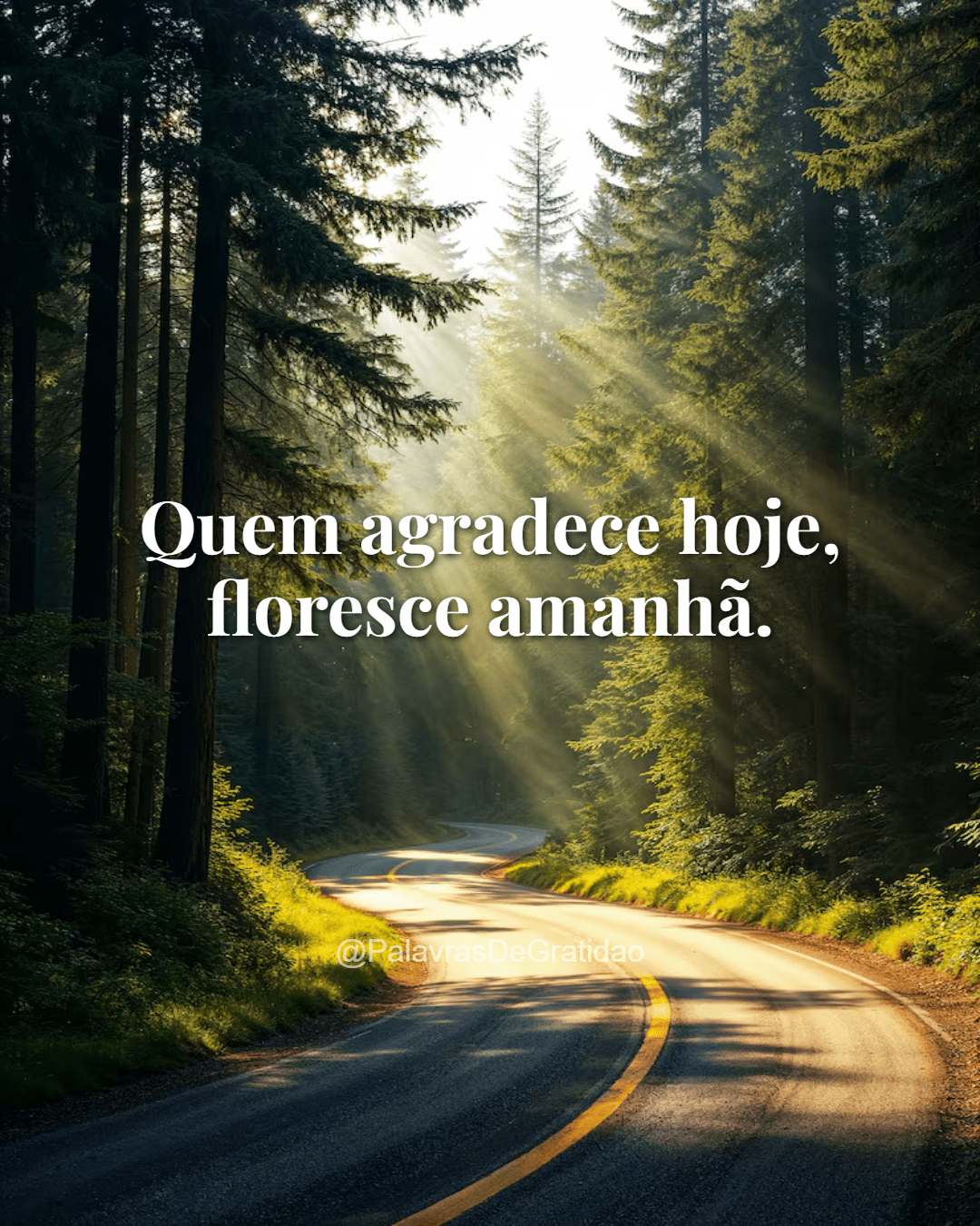 Palavras de Gratidão - Frase do Dia (2) Palavras de Gratidão - Frase do Dia (2)