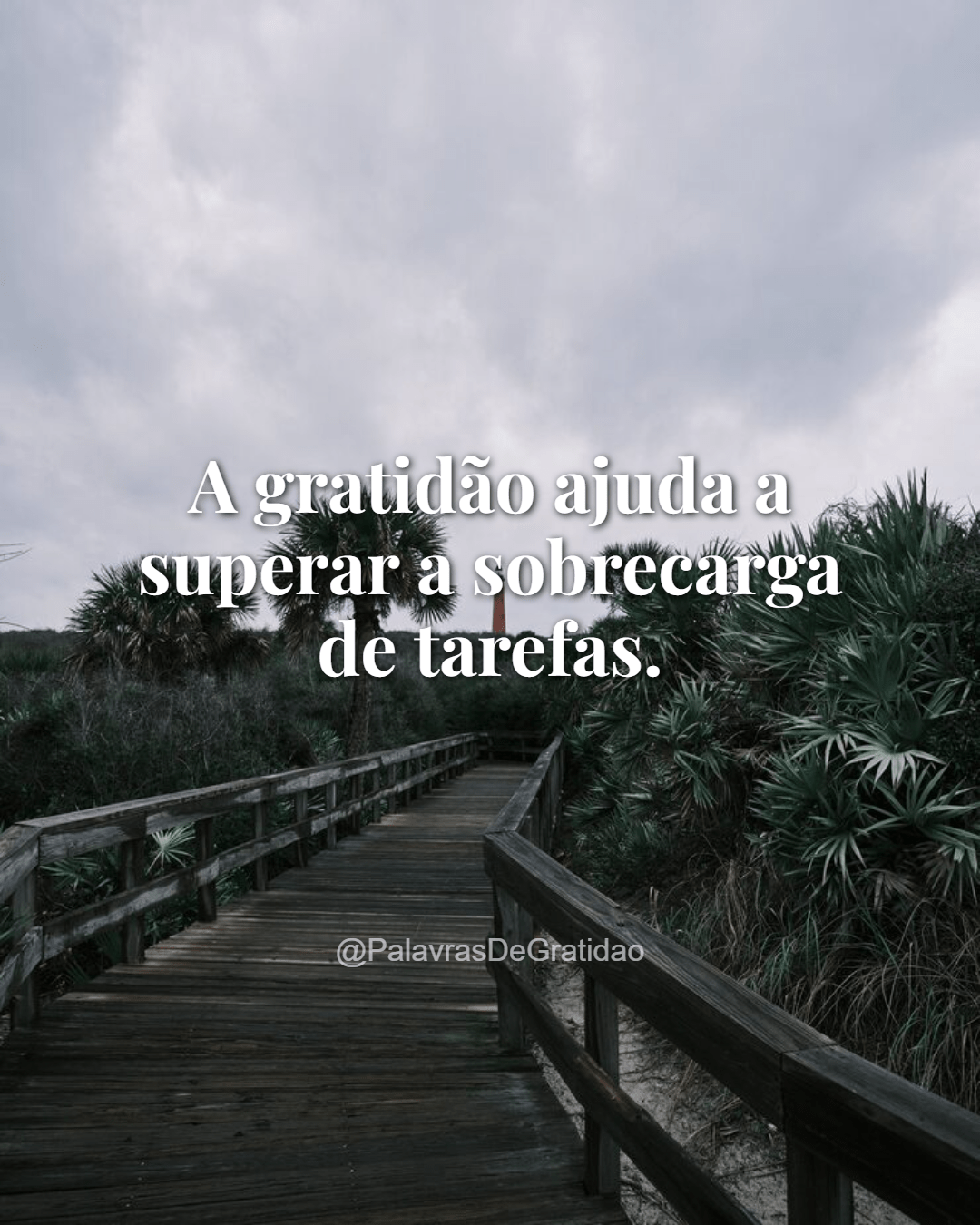 Palavras de Gratidão - Frase do Dia (4) Palavras de Gratidão - Frase do Dia (4)